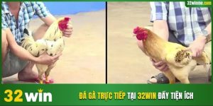 Đá gà trực tiếp